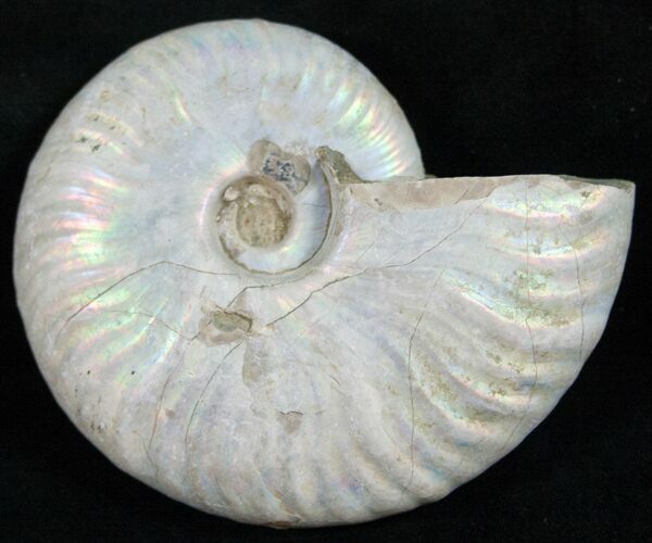Silver Iridescent Ammonite - Madagascar #13696